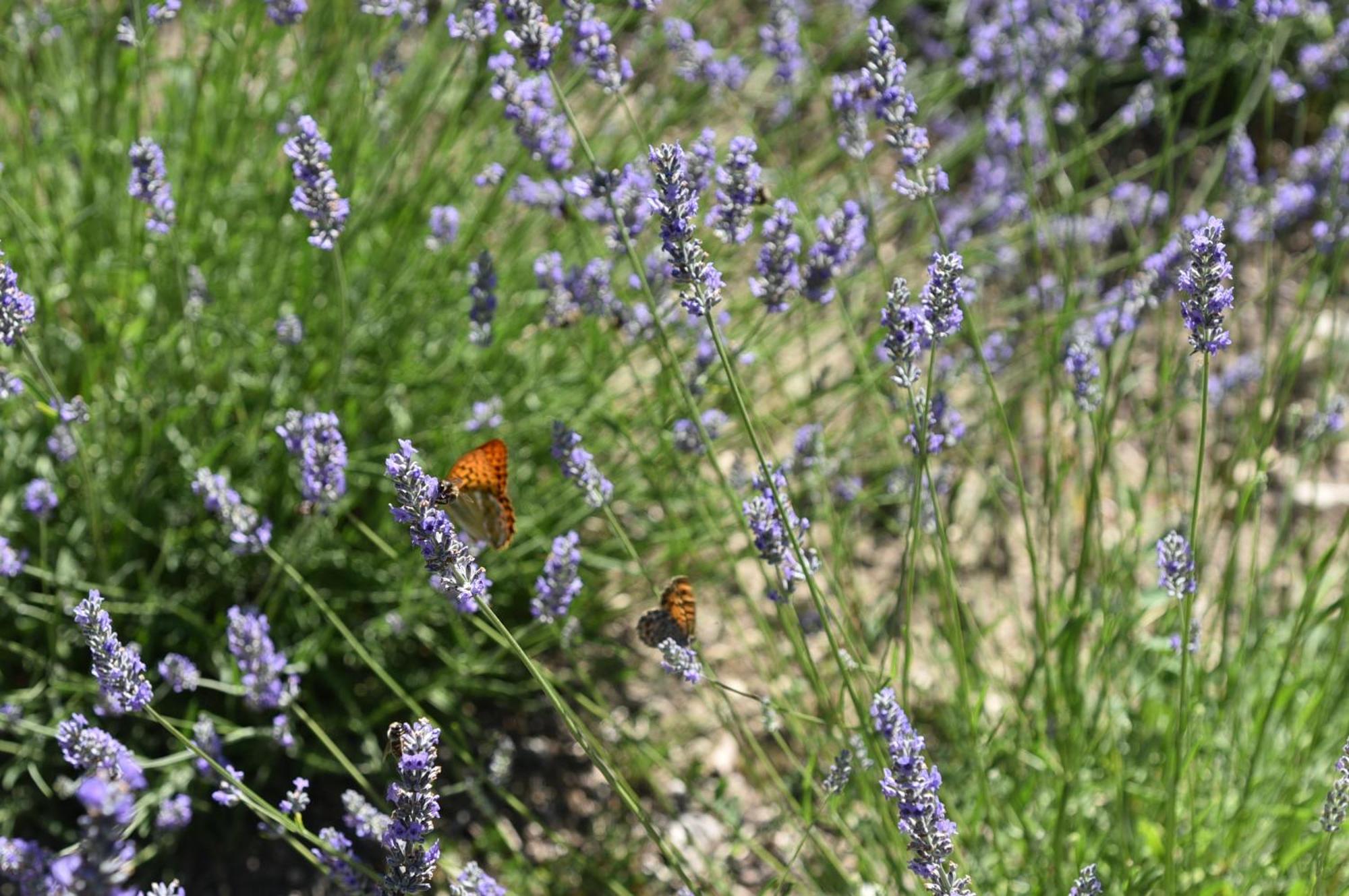 Villa Feijoa En Provence *